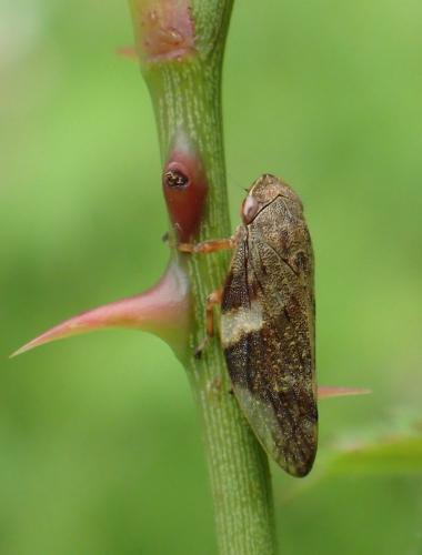 Aphrophora alni